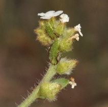 Plagiobothrys arizonicus