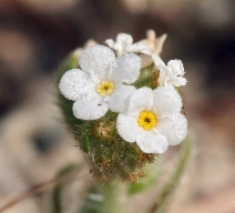 Plagiobothrys arizonicus