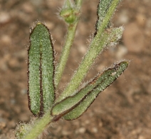 Plagiobothrys arizonicus