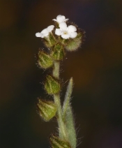 Plagiobothrys canescens