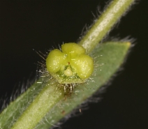 Plagiobothrys canescens