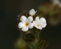 Plagiobothrys canescens