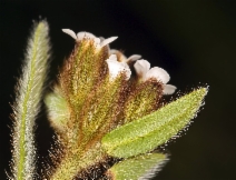 Plagiobothrys fulvus ssp. campestris