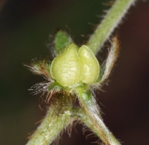 Plagiobothrys nothofulvus