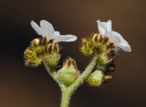 Plagiobothrys nothofulvus