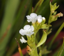 Plagiobothrys stipitatus var. micranthus