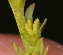 Plagiobothrys stipitatus var. micranthus