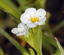 Plagiobothrys stipitatus var. micranthus