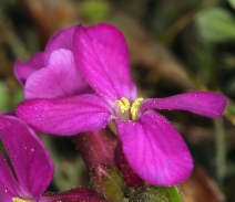 Arabis blepharophylla