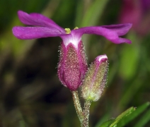 Arabis blepharophylla