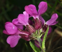 Arabis blepharophylla