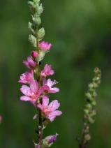 Sidalcea oregana