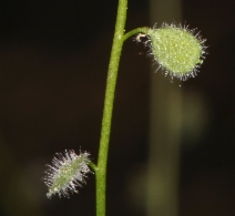 Athysanus pusillus