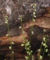 Athysanus pusillus