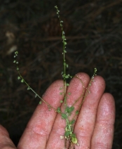 Athysanus pusillus