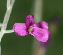 Arabis pulchra