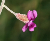 Arabis pulchra