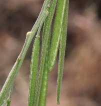 Arabis pulchra