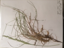 Agrostis capillaris