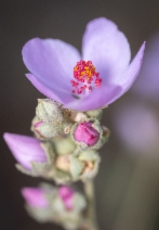 Malacothamnus fasciculatus