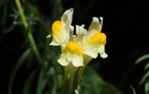 Linaria vulgaris