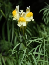 Linaria vulgaris