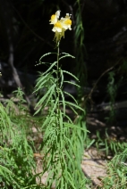 Linaria vulgaris