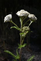 Achillea millefolium