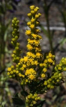 Solidago altissima