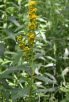 Solidago altissima