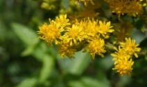 Solidago altissima