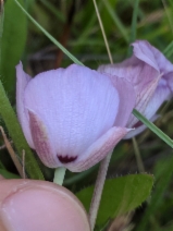 Calochortus uniflorus