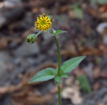 Bidens pilosa