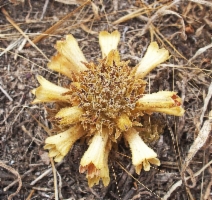 Aphyllon parishii ssp. brachylobum