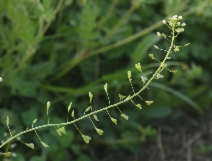 Capsella bursa-pastoris