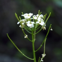 Cardamine breweri var. breweri