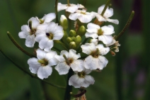 Cardamine breweri var. breweri
