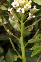 Cardamine breweri var. breweri