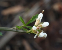 Cardamine oligosperma