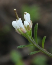 Cardamine oligosperma