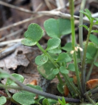 Cardamine oligosperma