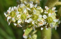 Saxifraga oregana