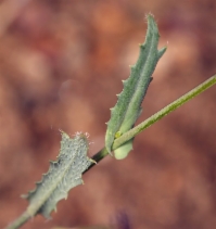 Caulanthus coulteri
