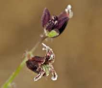Caulanthus coulteri