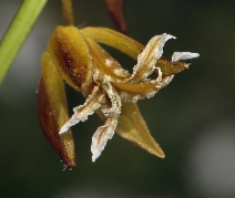 Caulanthus coulteri