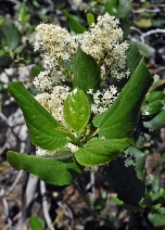 Ceanothus velutinus var. hookeri