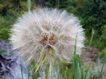 Tragopogon dubius