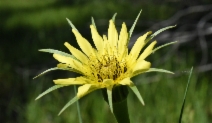 Tragopogon dubius