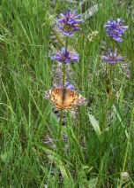Penstemon rydbergii