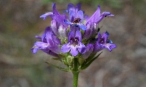 Penstemon rydbergii
